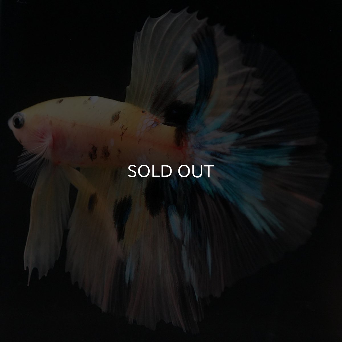 画像3: HM イエロータイガー クリアフィン (3)