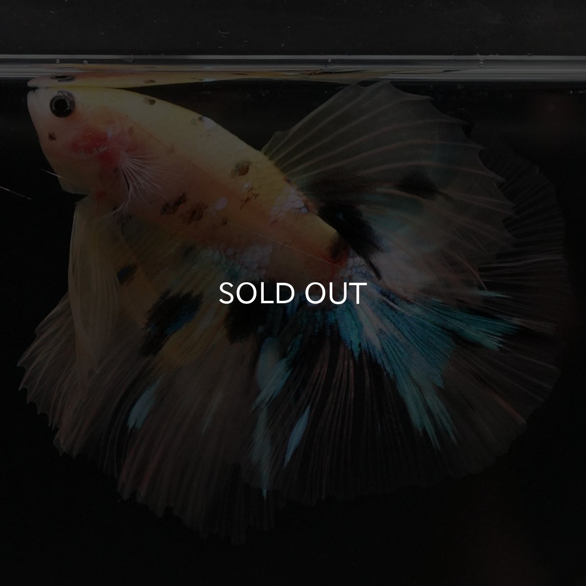 画像5: HM イエロータイガー クリアフィン (5)