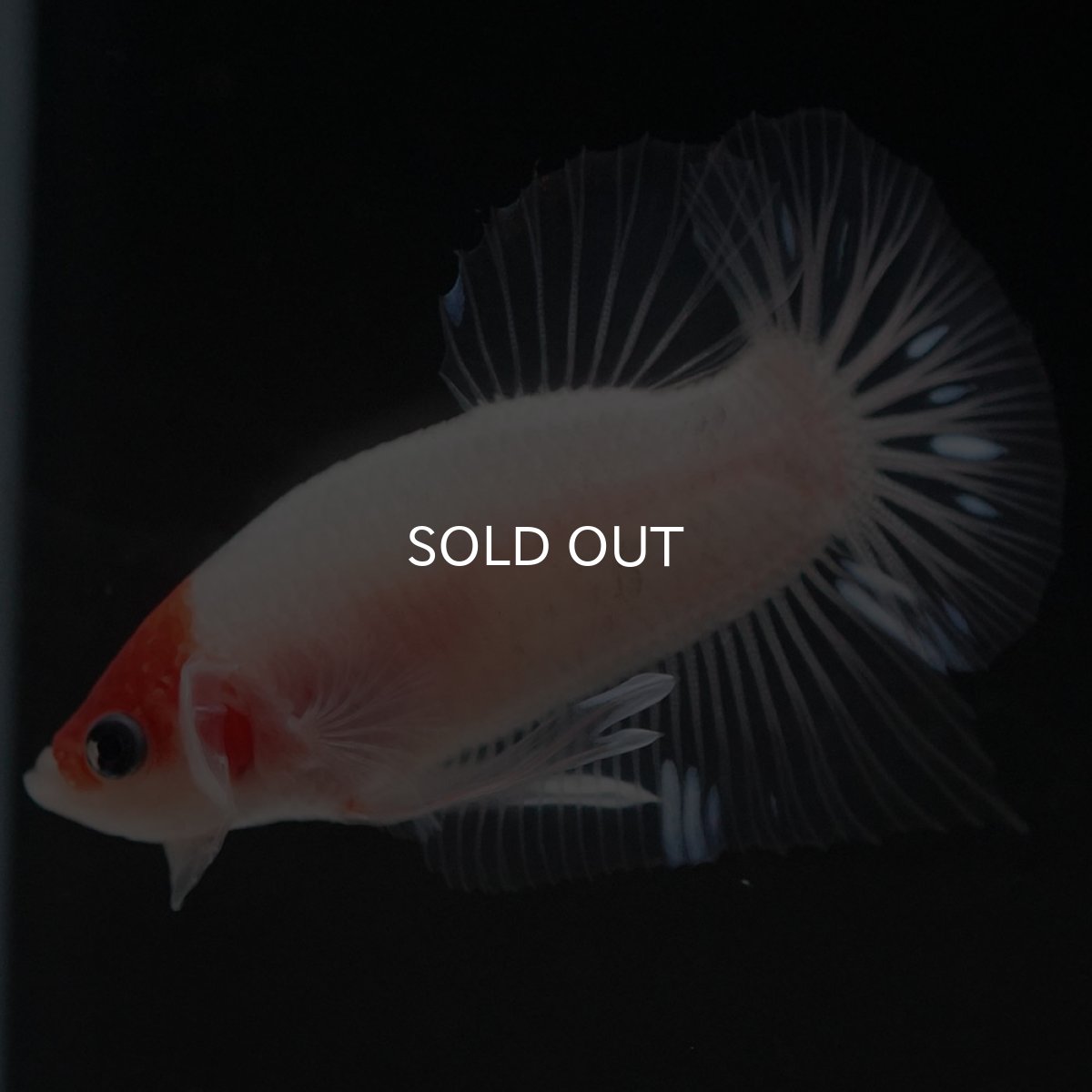 画像10: HMPK 紅白 クリアフィン (10)