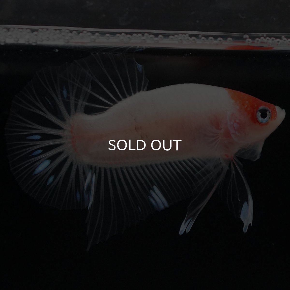 画像9: HMPK 紅白 クリアフィン (9)