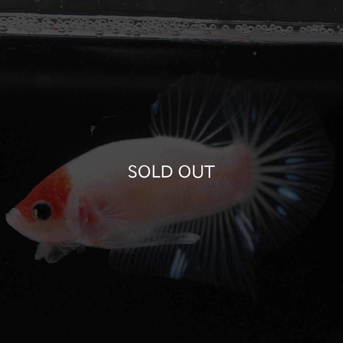 画像8: HMPK 紅白 クリアフィン (8)