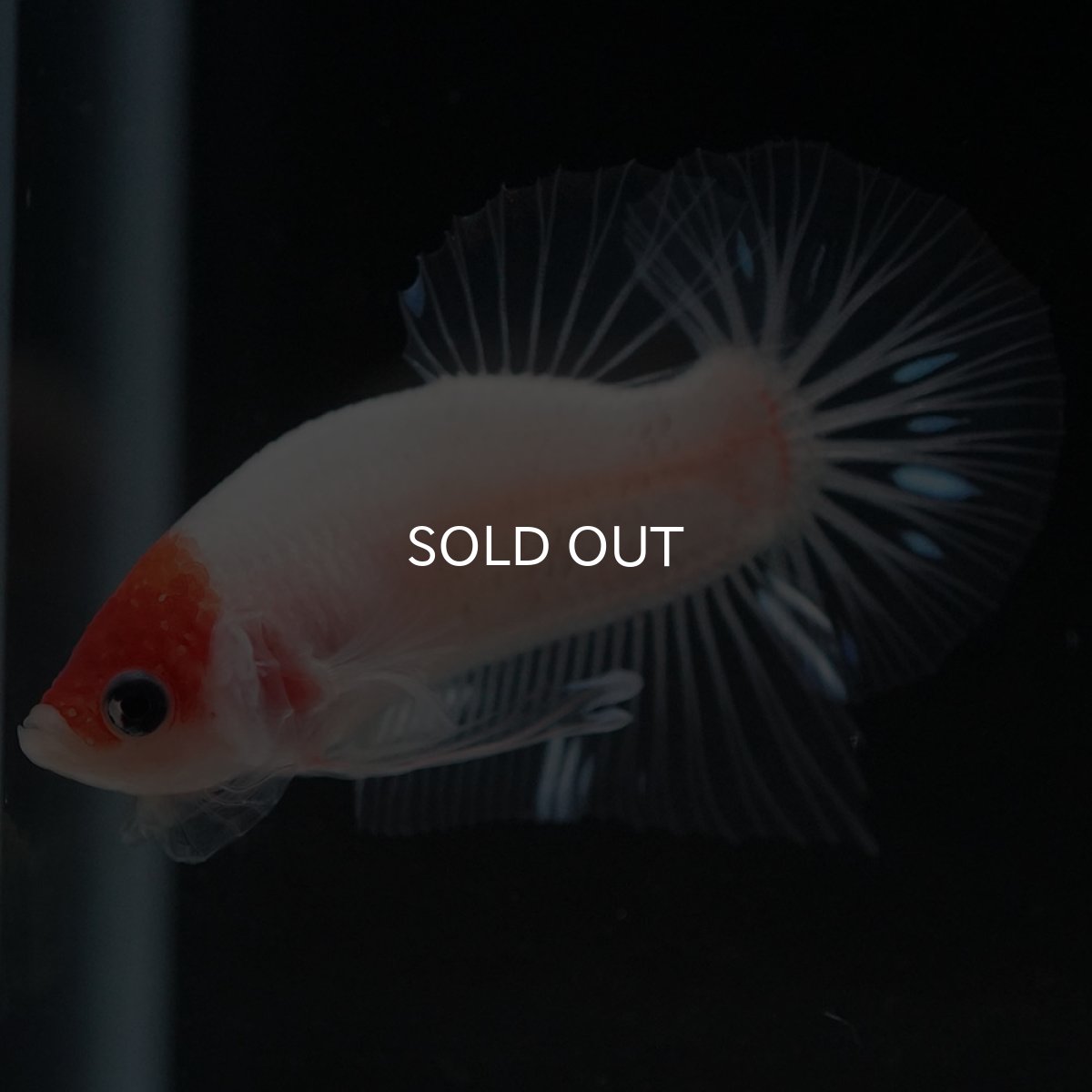 画像4: HMPK 紅白 クリアフィン (4)