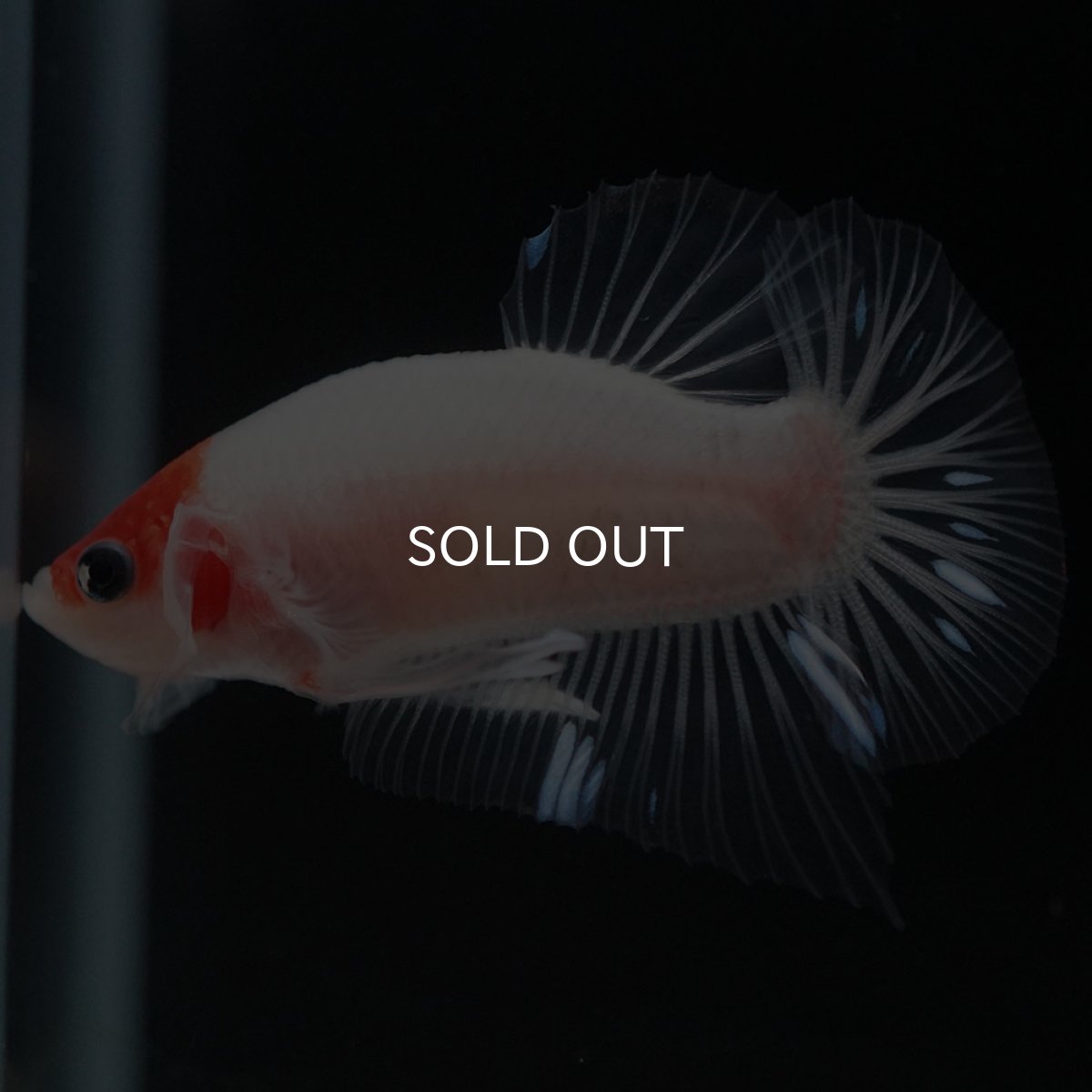 画像6: HMPK 紅白 クリアフィン (6)