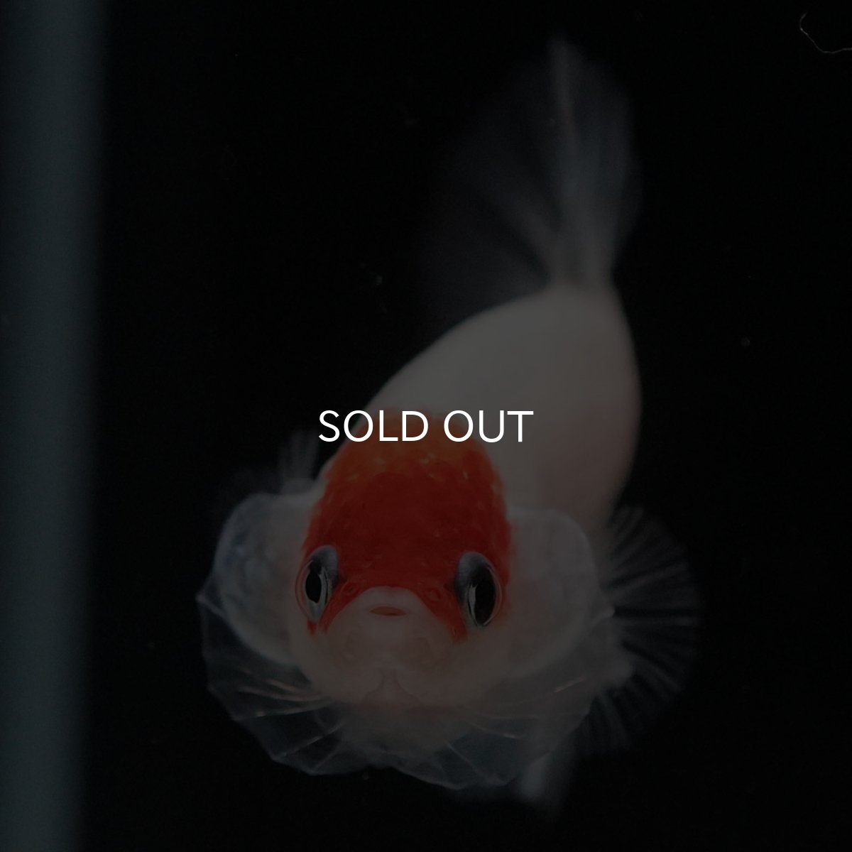 画像3: HMPK 紅白 クリアフィン (3)