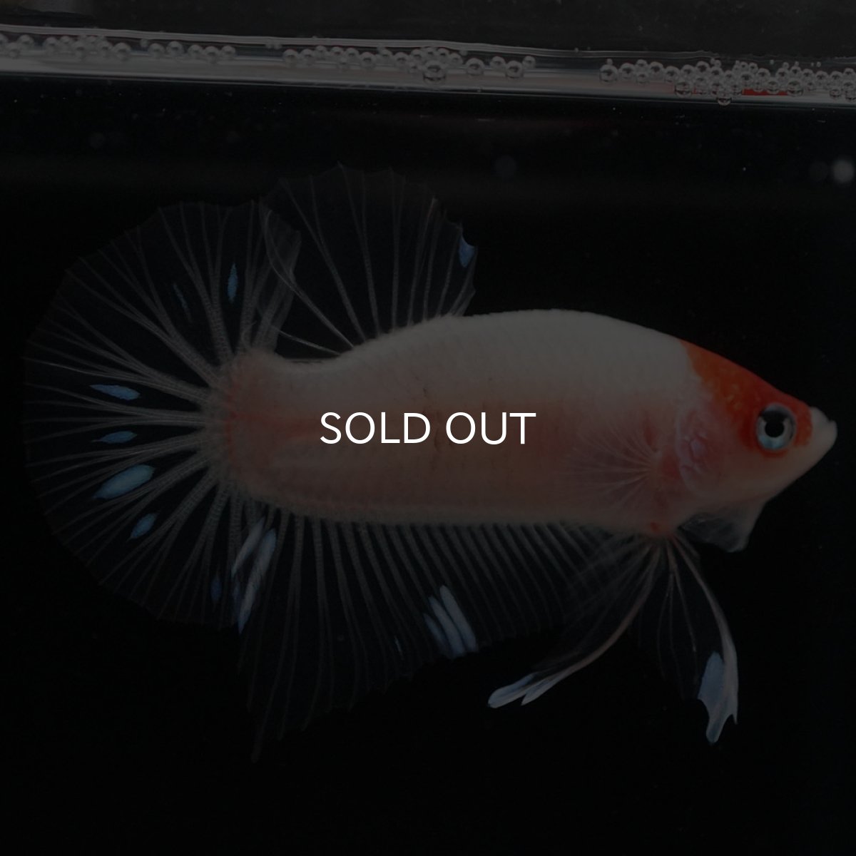 画像7: HMPK 紅白 クリアフィン (7)