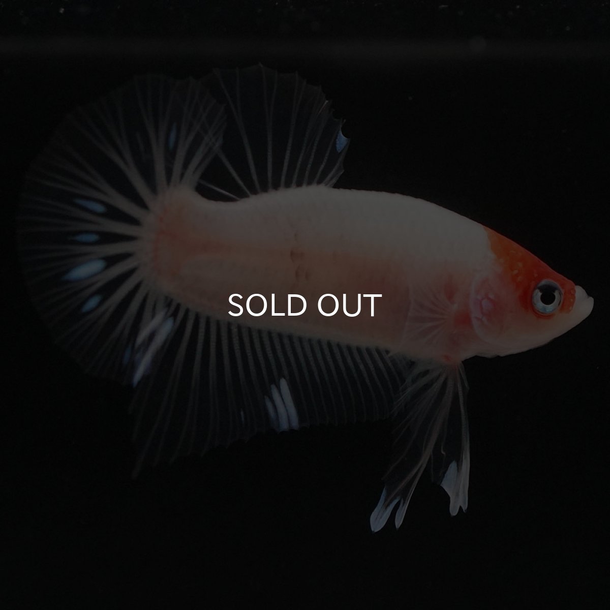 画像5: HMPK 紅白 クリアフィン (5)