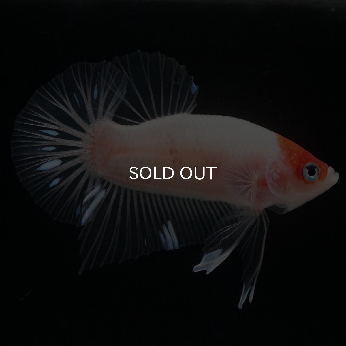 画像2: HMPK 紅白 クリアフィン (2)