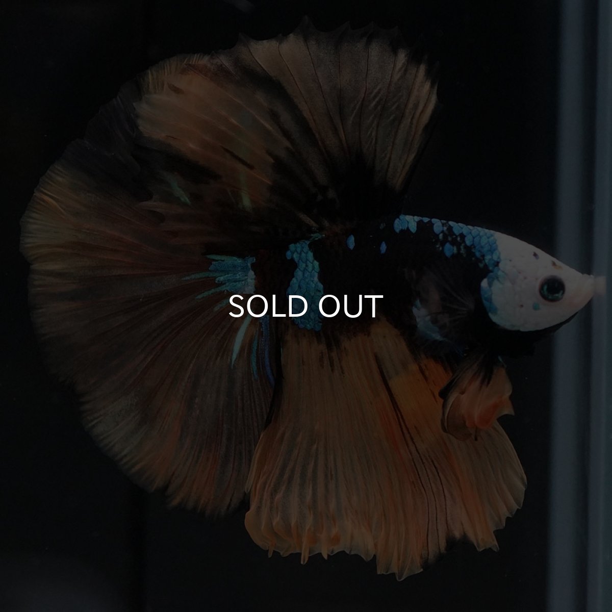 画像9: HM　イエロータイガー　変わり柄 (9)