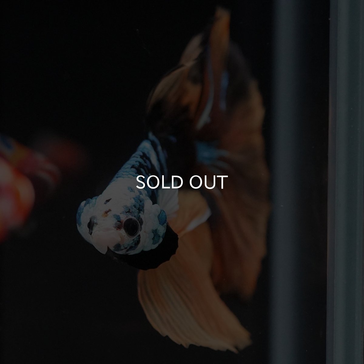 画像4: HM　イエロータイガー　変わり柄 (4)