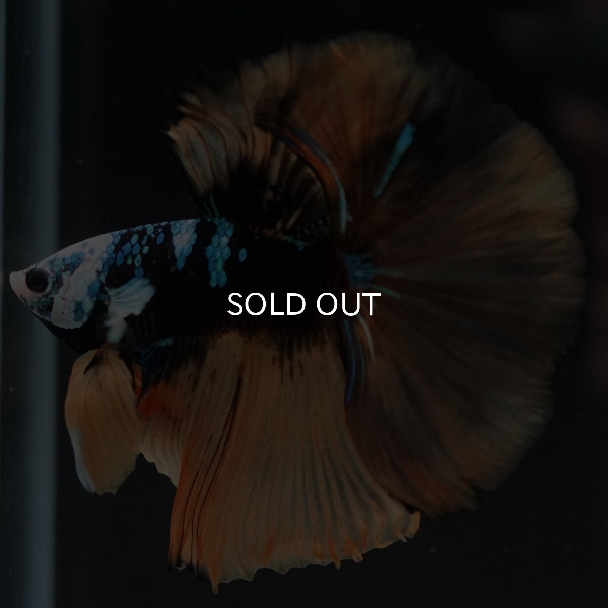 画像11: HM　イエロータイガー　変わり柄 (11)