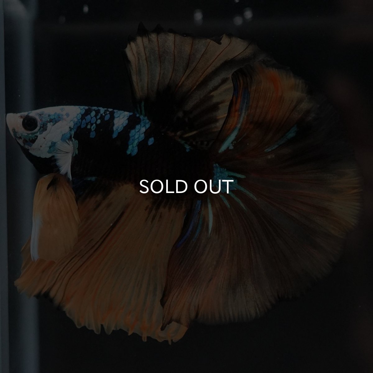 画像10: HM　イエロータイガー　変わり柄 (10)