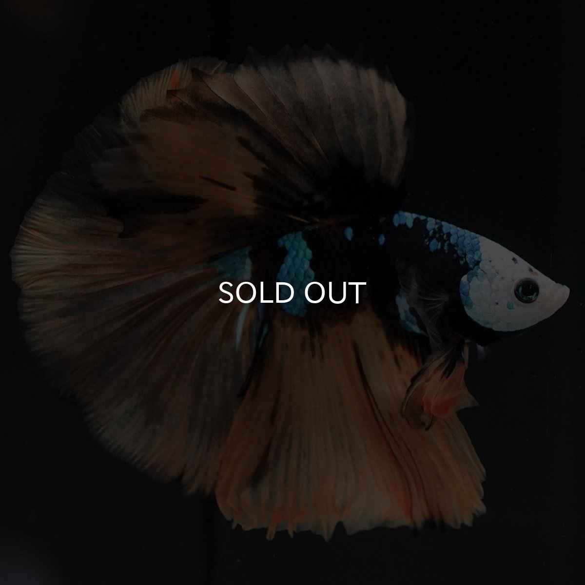 画像7: HM　イエロータイガー　変わり柄 (7)