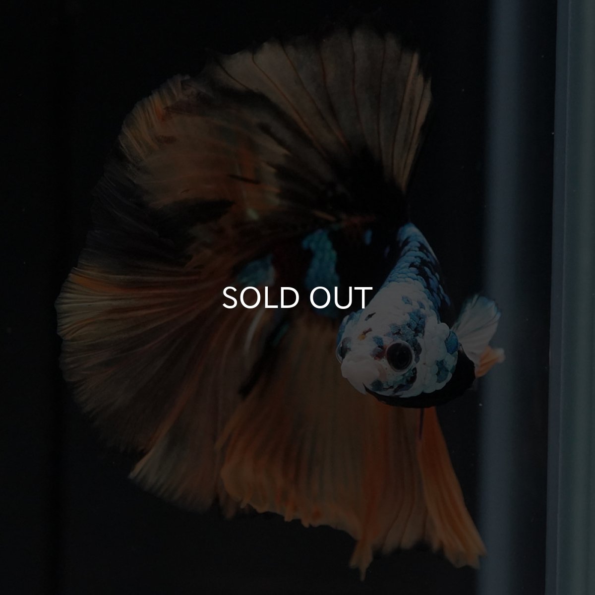 画像3: HM　イエロータイガー　変わり柄 (3)