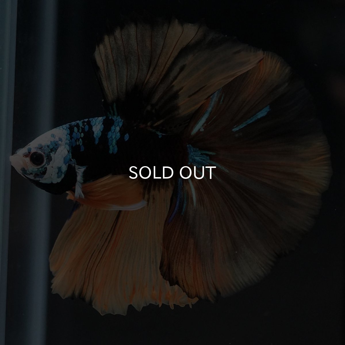 画像8: HM　イエロータイガー　変わり柄 (8)