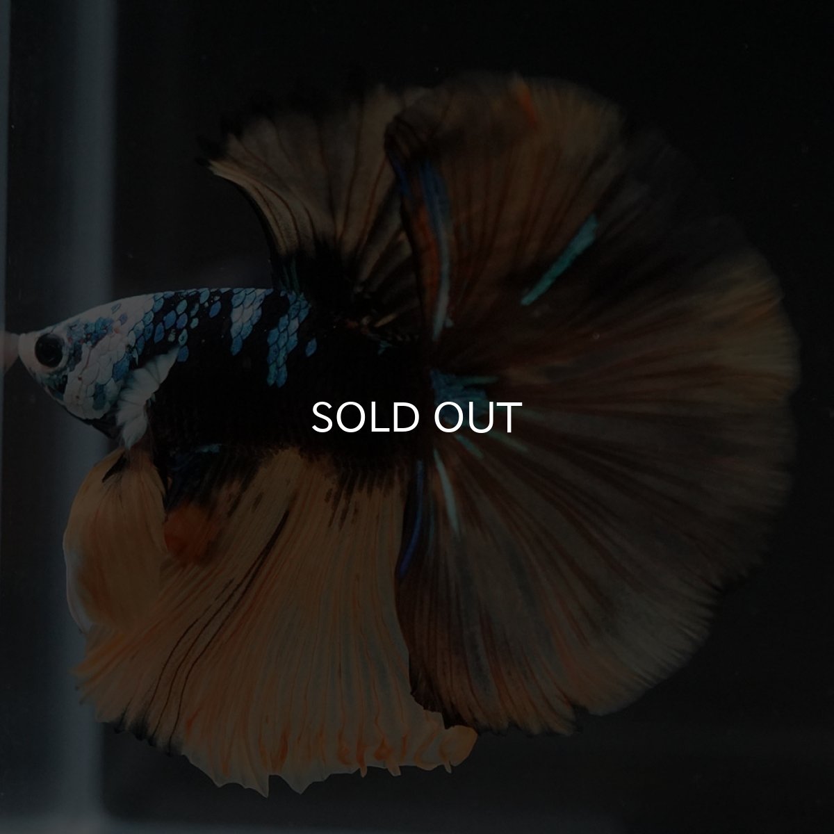 画像6: HM　イエロータイガー　変わり柄 (6)