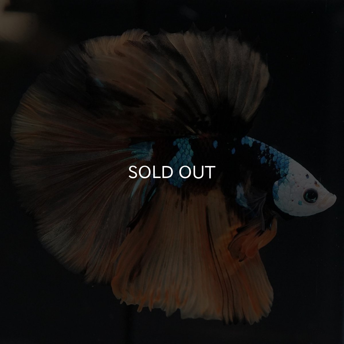 画像5: HM　イエロータイガー　変わり柄 (5)