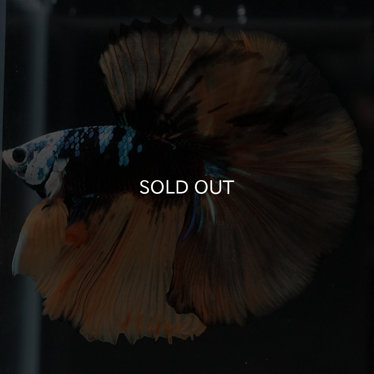 画像2: HM　イエロータイガー　変わり柄 (2)