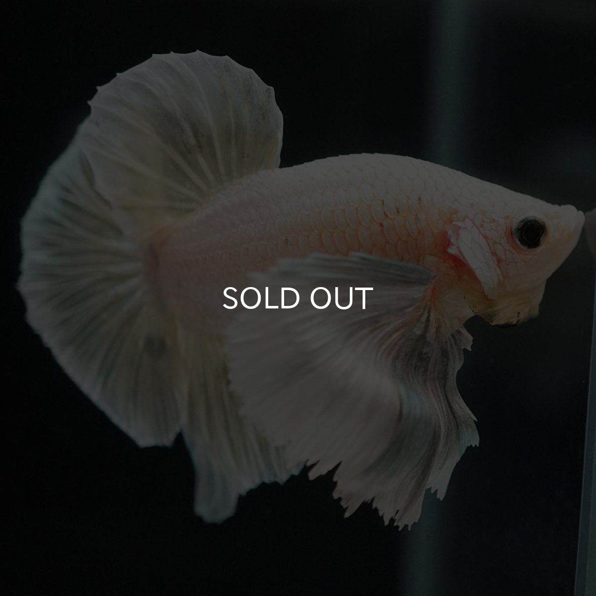 画像8: HMPKダンボ イエローファンシー (8)