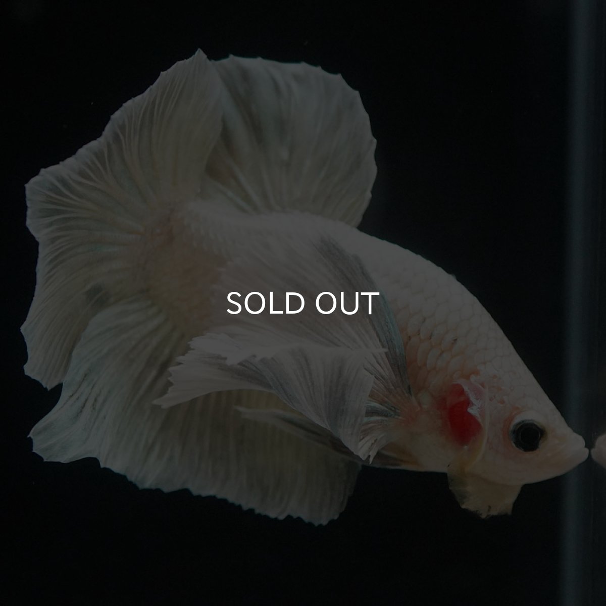 画像7: HMPKダンボ イエローファンシー (7)