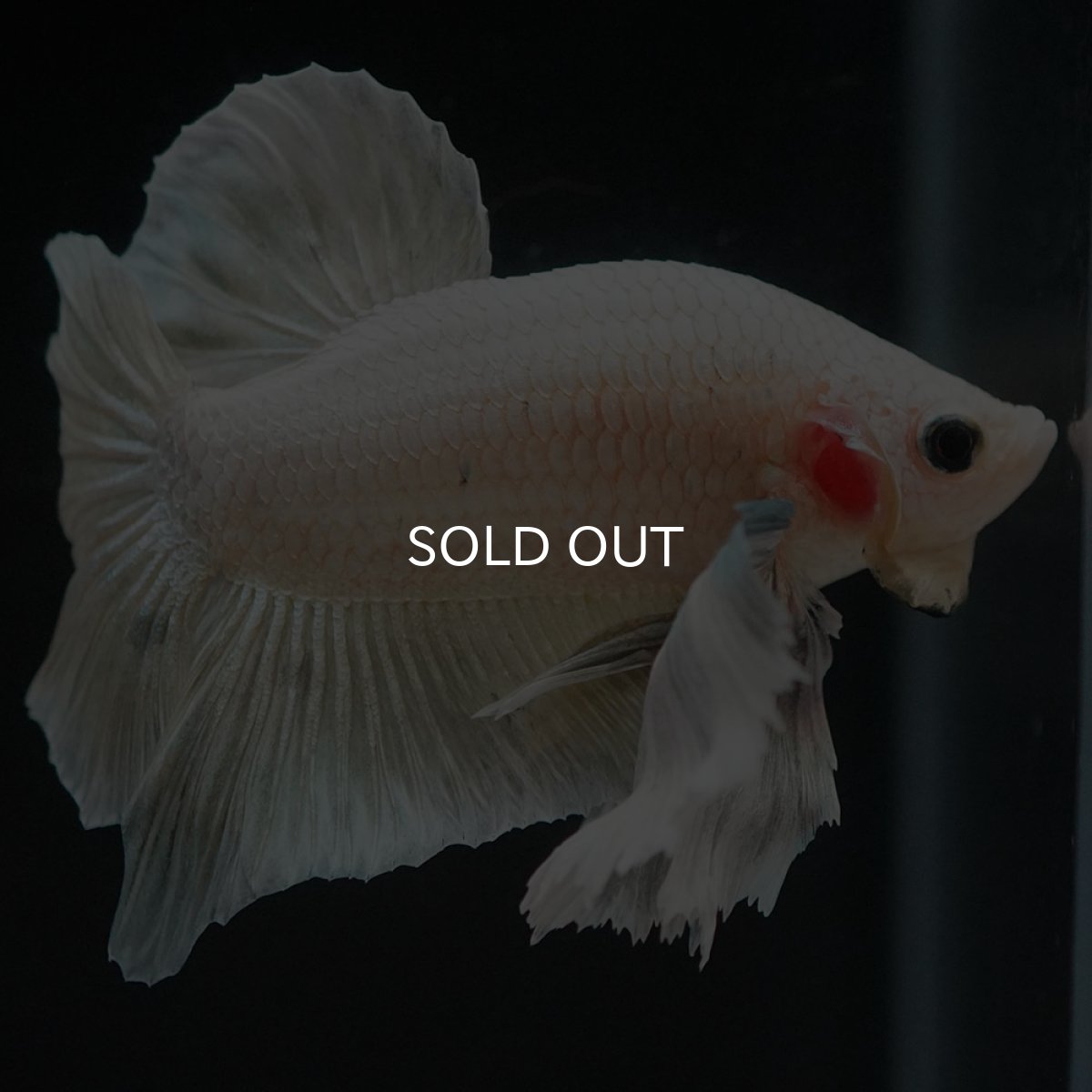 画像6: HMPKダンボ イエローファンシー (6)