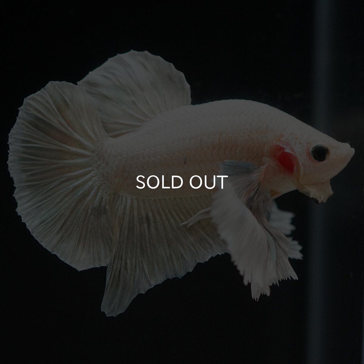 画像3: HMPKダンボ イエローファンシー (3)