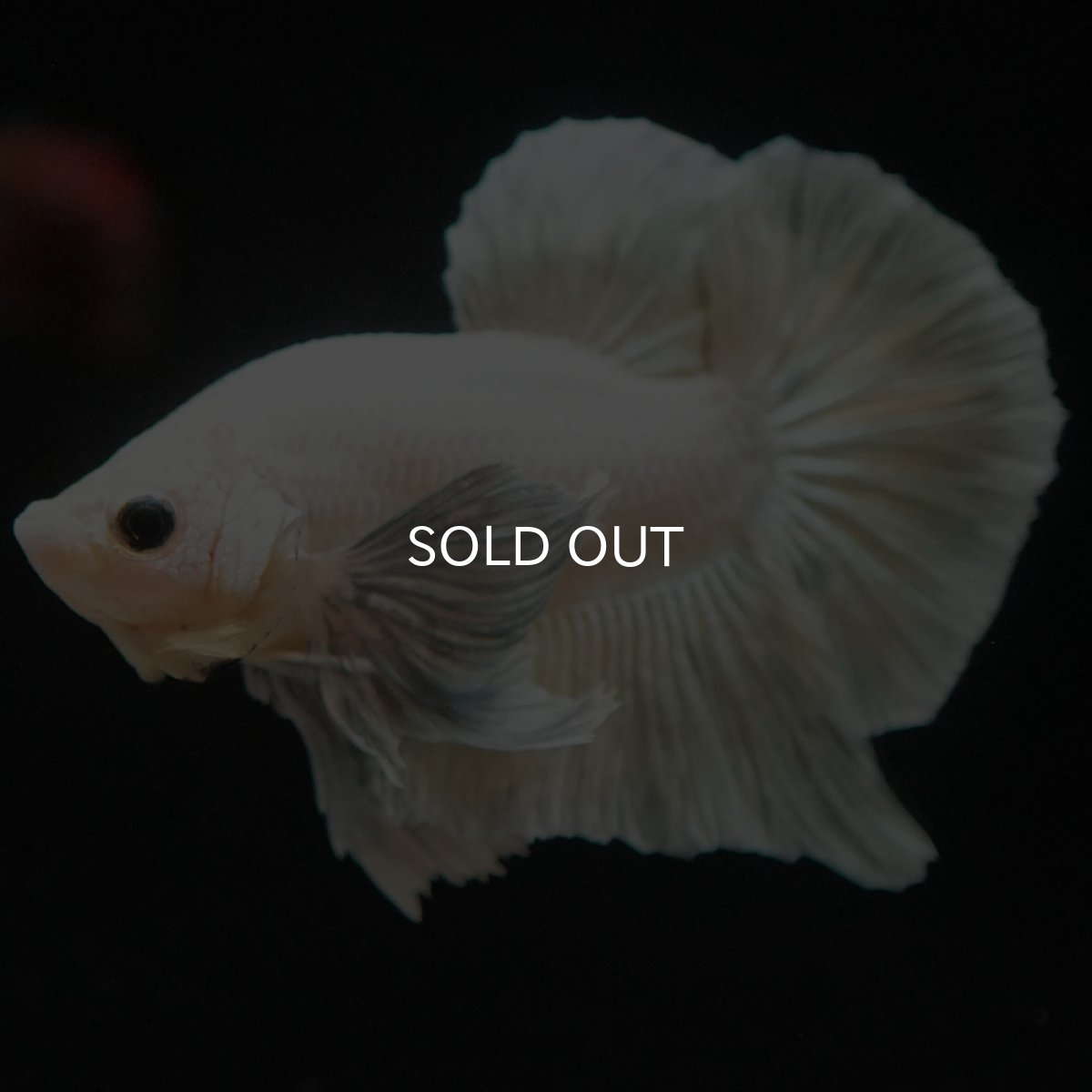 画像4: HMPKダンボ イエローファンシー (4)