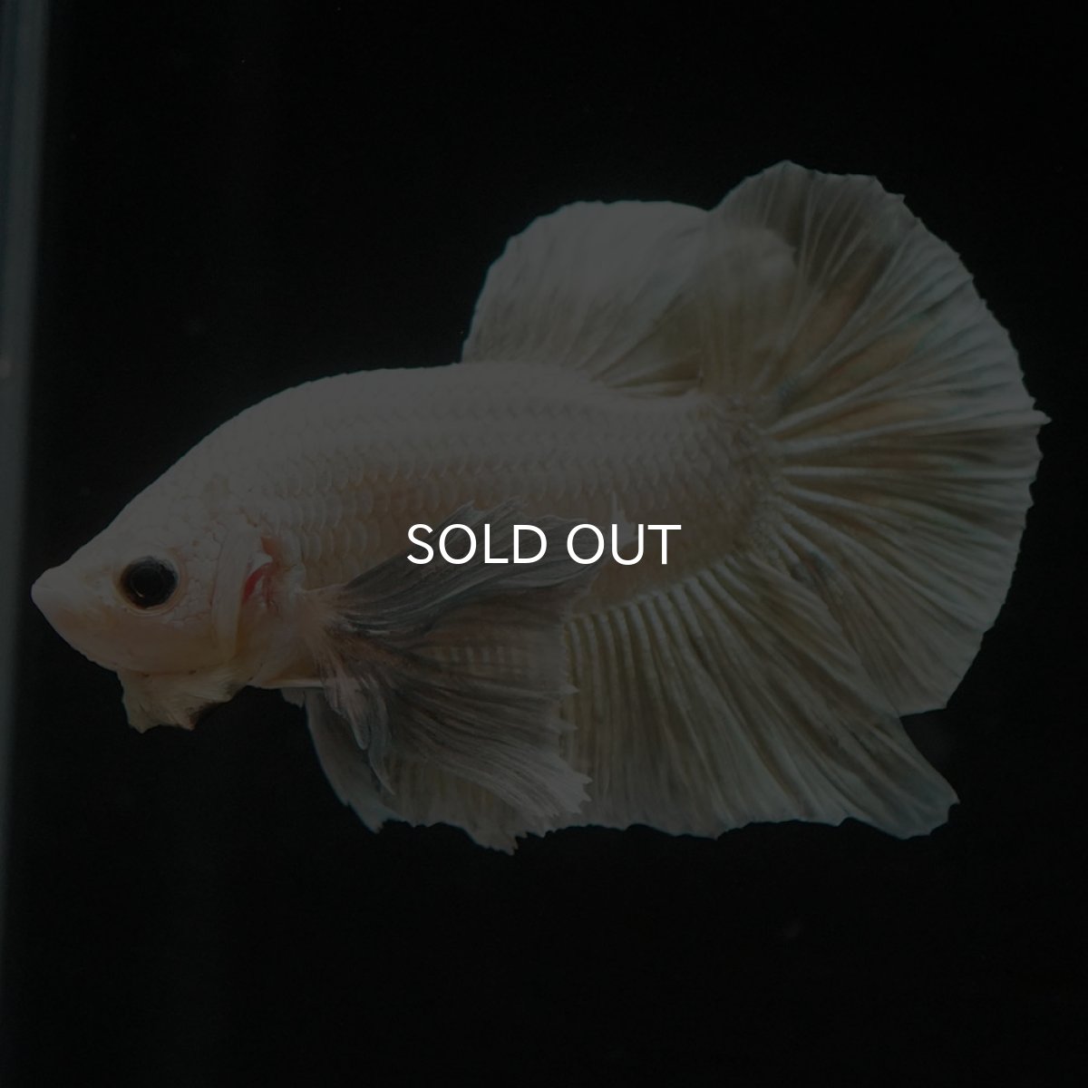 画像2: HMPKダンボ イエローファンシー (2)