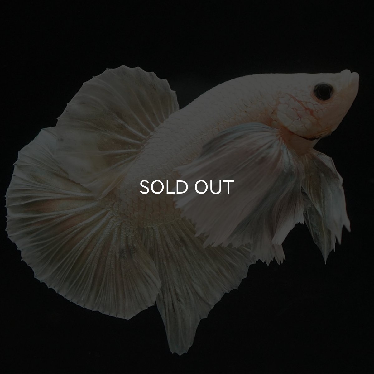 画像5: HMPKダンボ イエローファンシー (5)