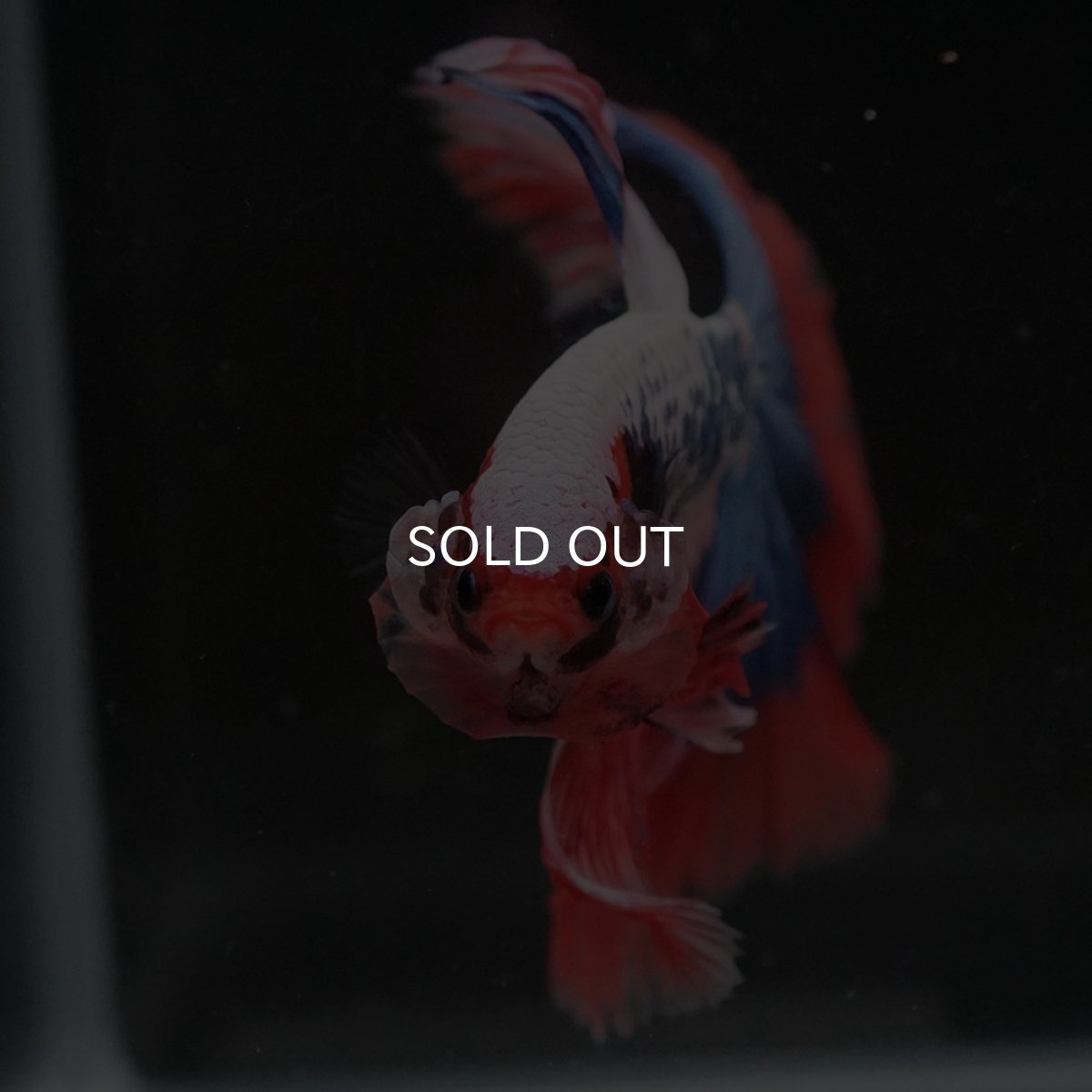 画像3: HM ファンシー (3)