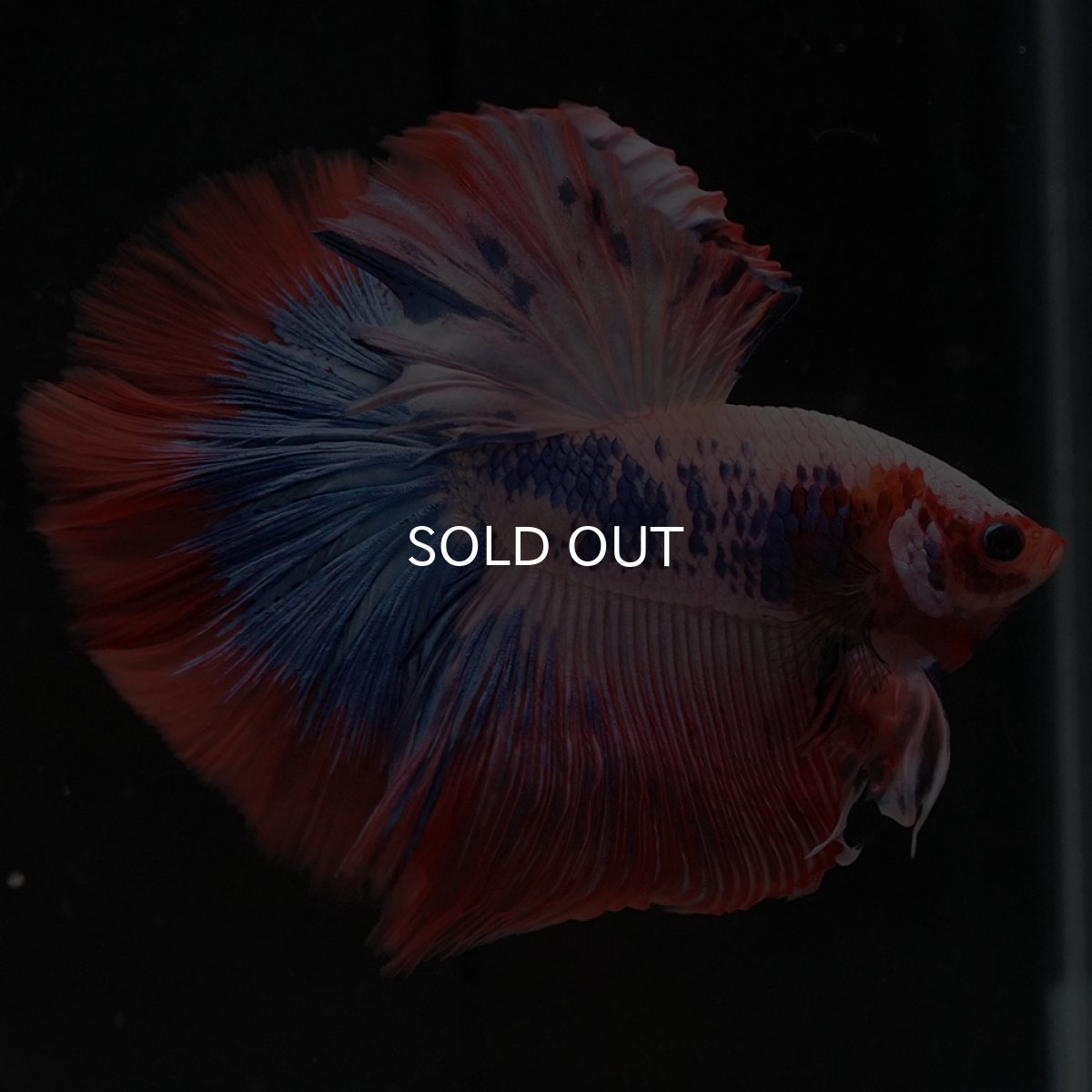 画像6: HM ファンシー (6)