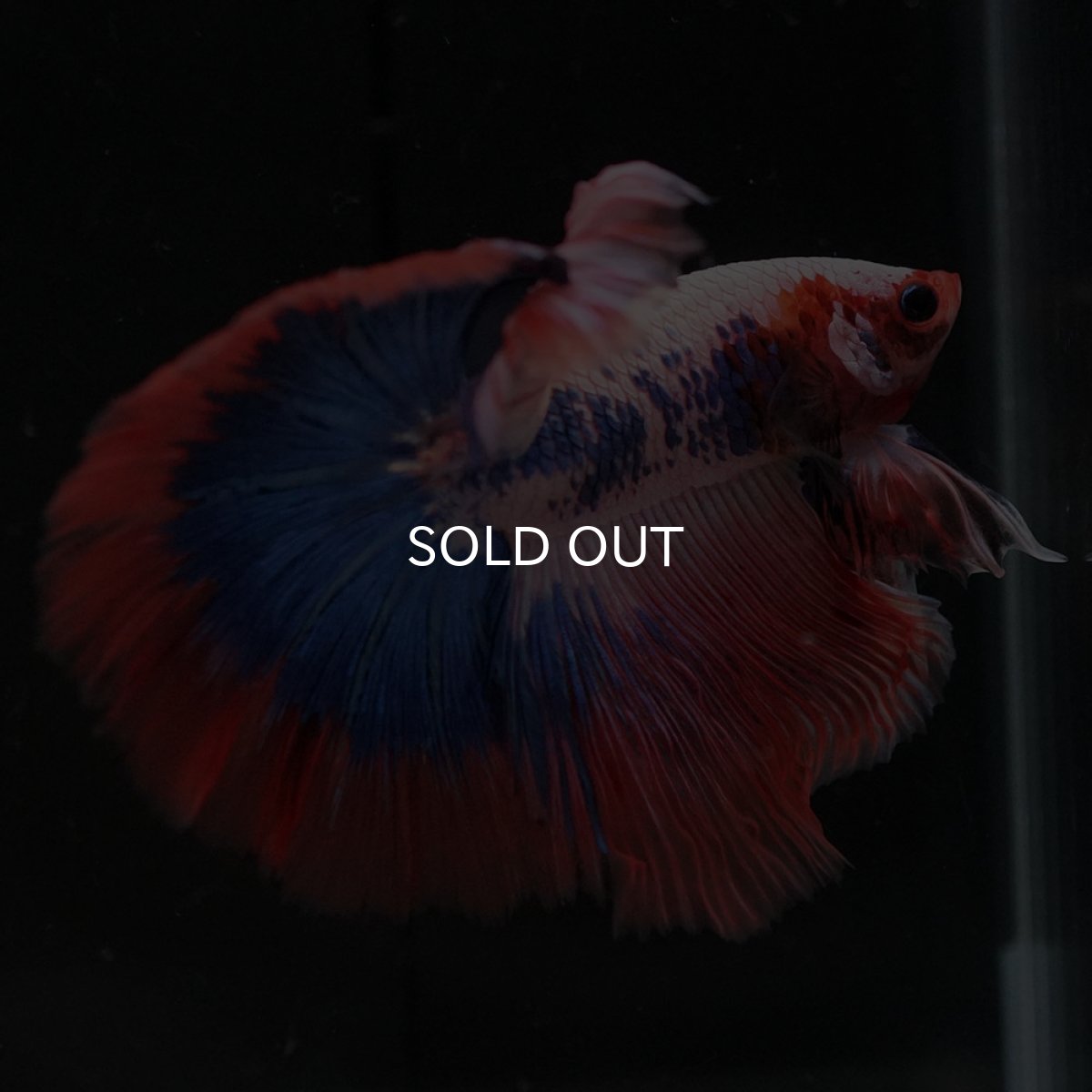 画像8: HM ファンシー (8)