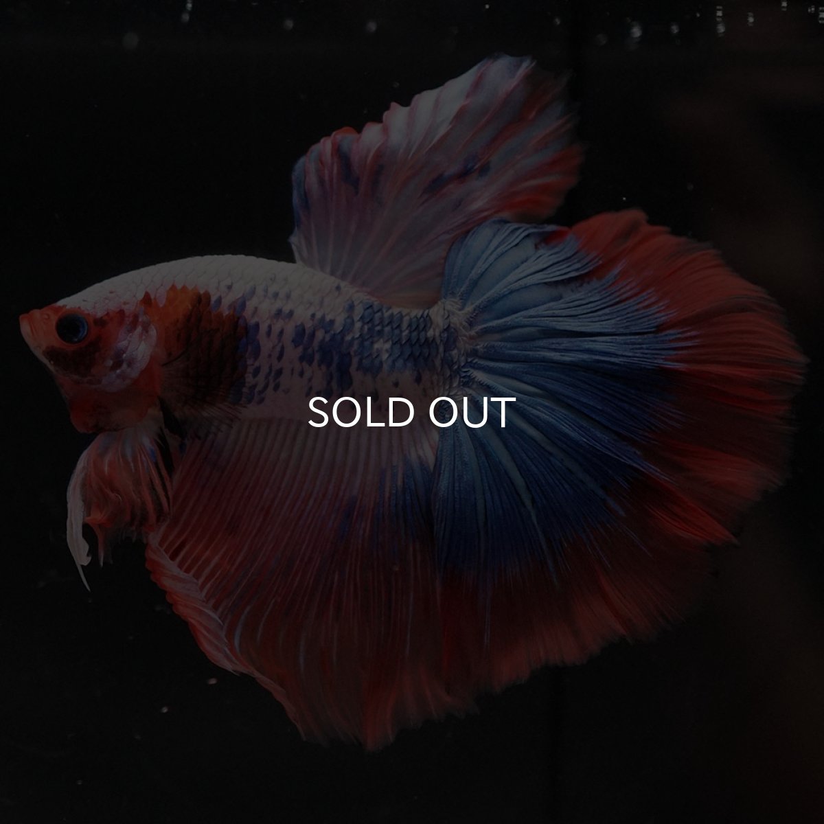 画像9: HM ファンシー (9)