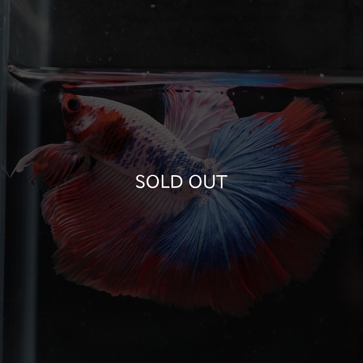 画像7: HM ファンシー (7)