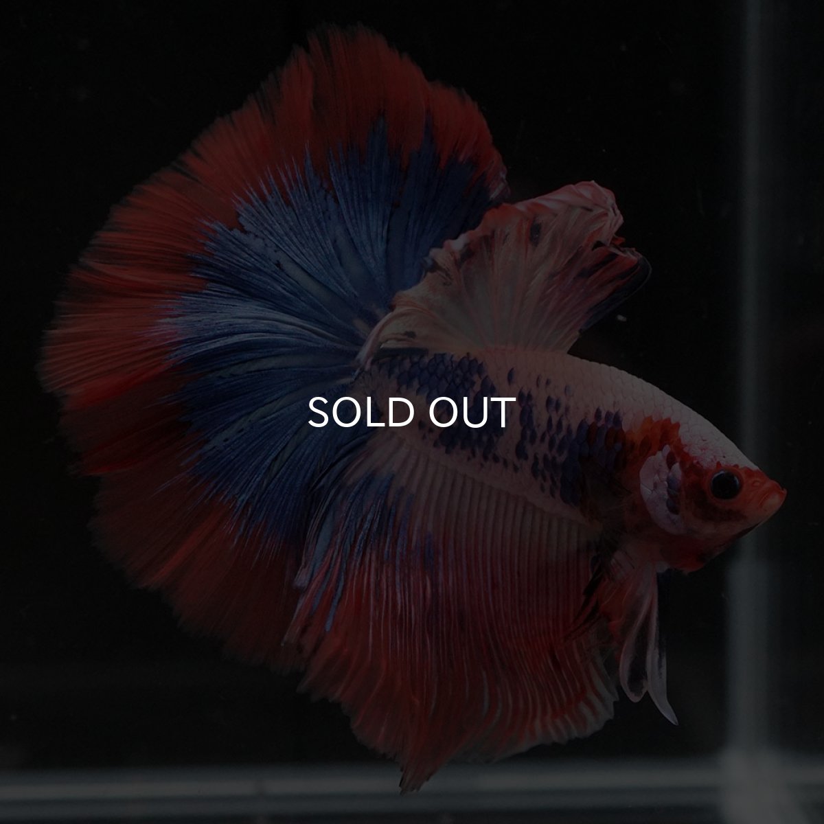 画像4: HM ファンシー (4)