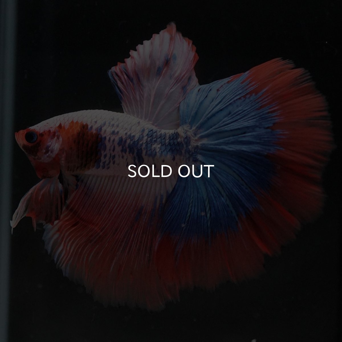 画像5: HM ファンシー (5)