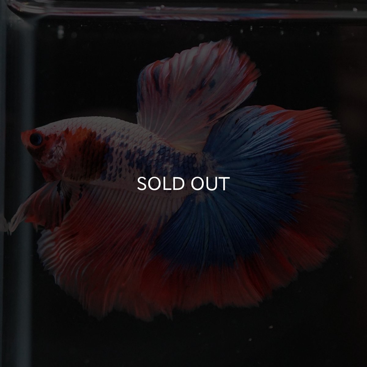 画像2: HM ファンシー (2)