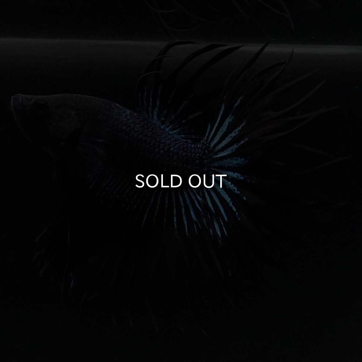 画像9: KCT ブラックオーキッド (9)