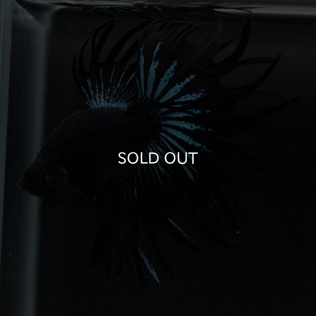 画像5: KCT ブラックオーキッド (5)