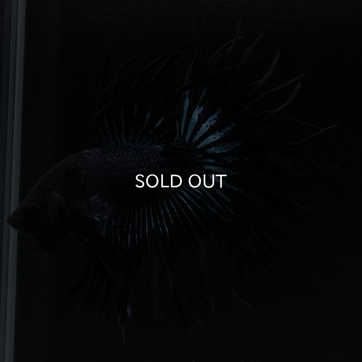 画像7: KCT ブラックオーキッド (7)