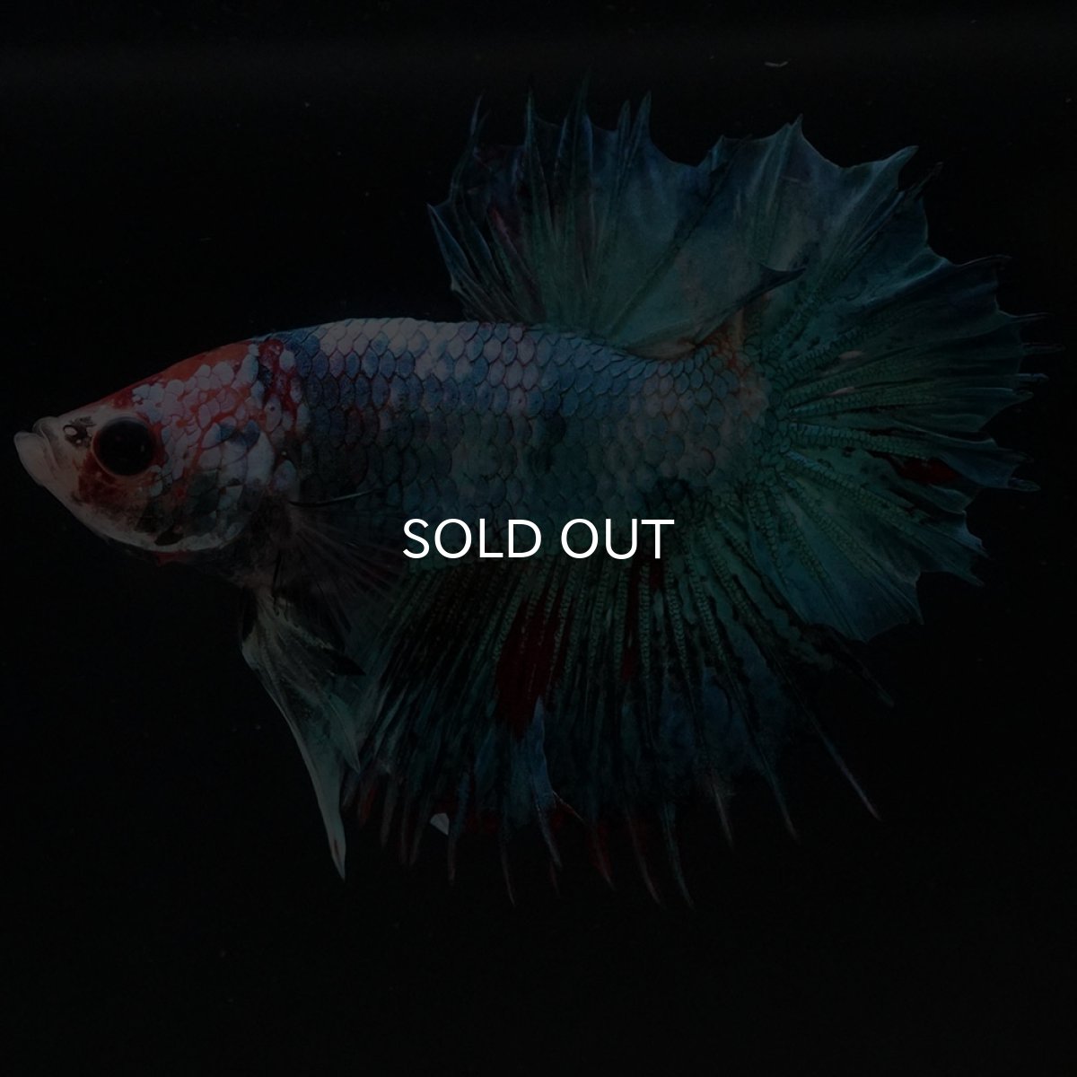 画像7: CTPK ファンシー (7)