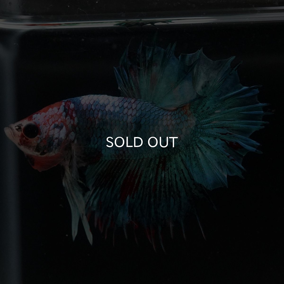 画像5: CTPK ファンシー (5)