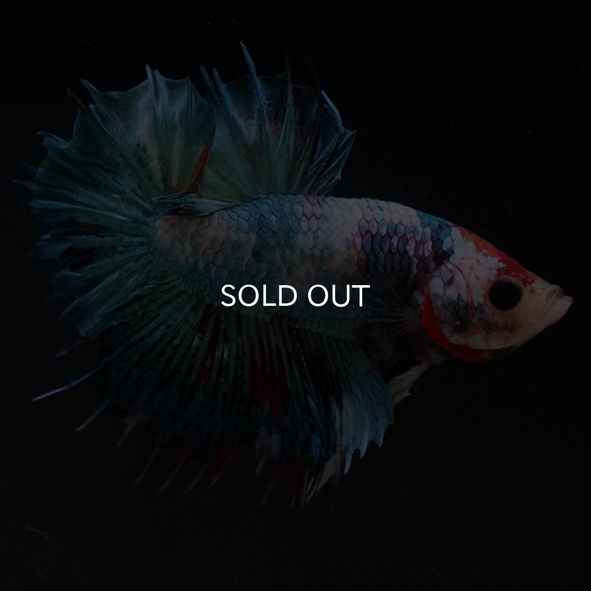 画像8: CTPK ファンシー (8)