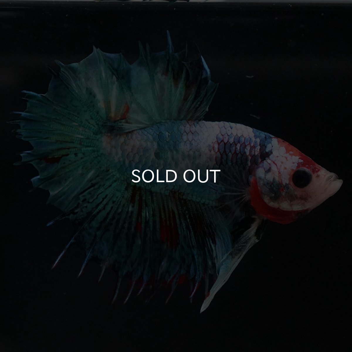 画像6: CTPK ファンシー (6)