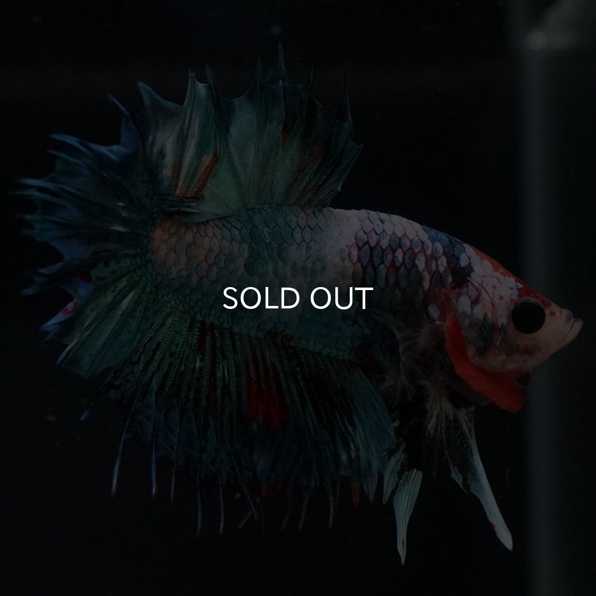 画像4: CTPK ファンシー (4)