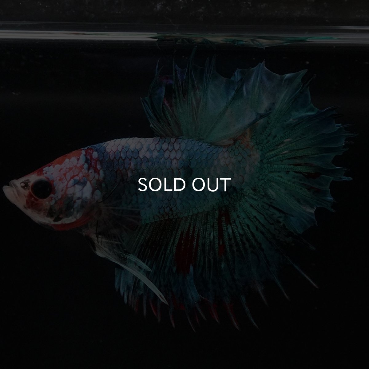 画像3: CTPK ファンシー (3)