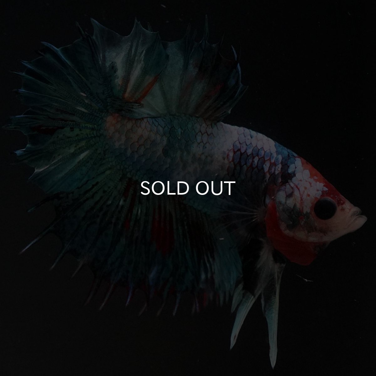 画像2: CTPK ファンシー (2)