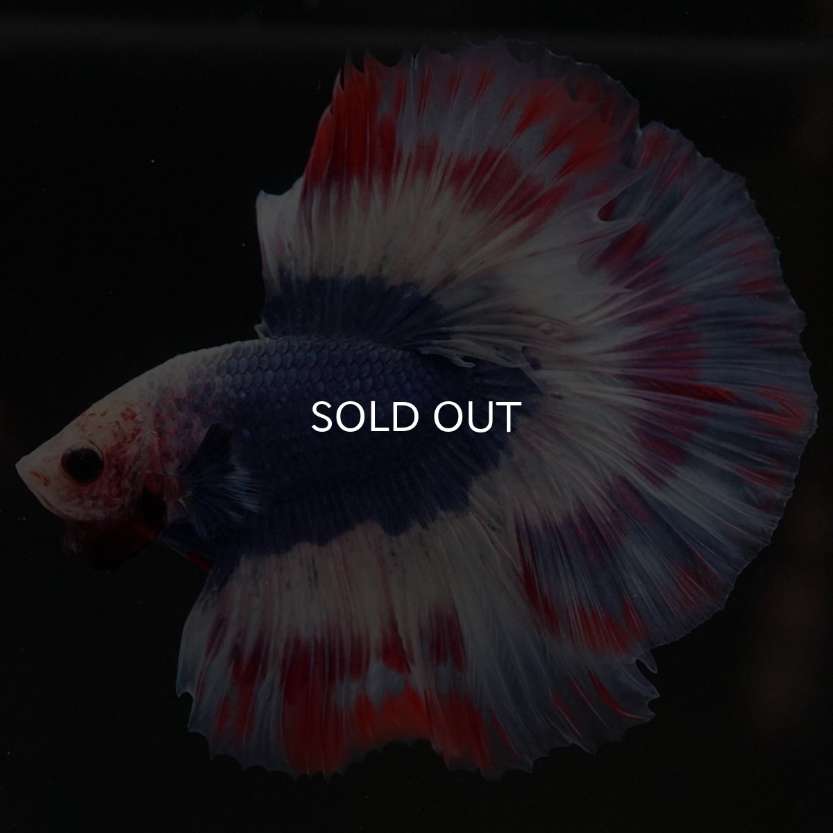 画像6: HM タイフラッグ 変わり柄 (6)