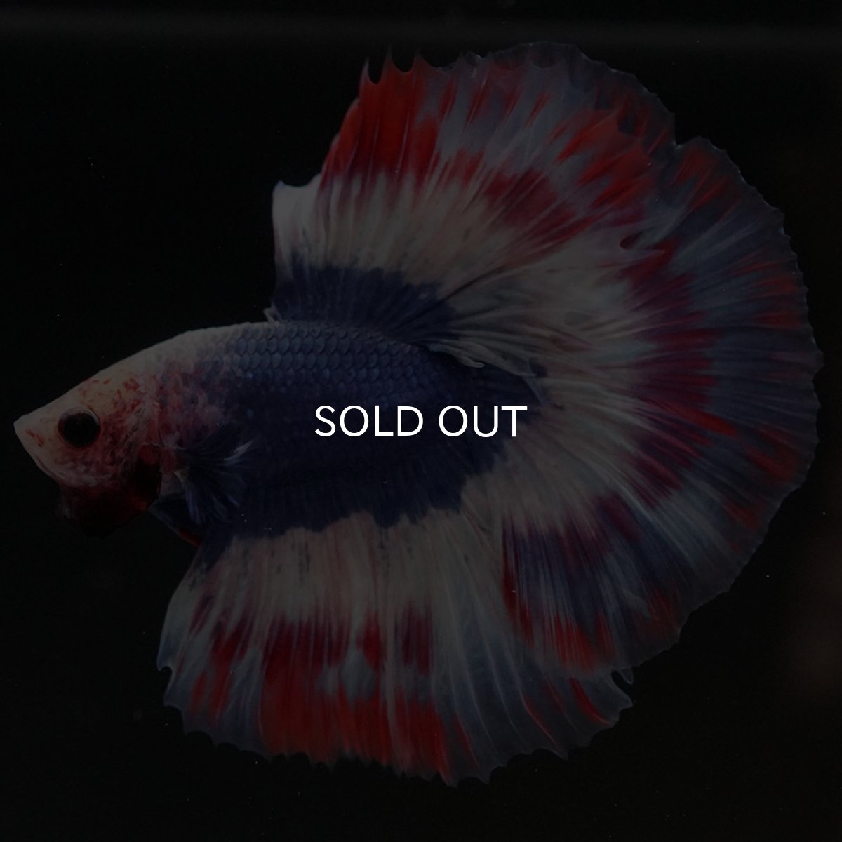 画像4: HM タイフラッグ 変わり柄 (4)