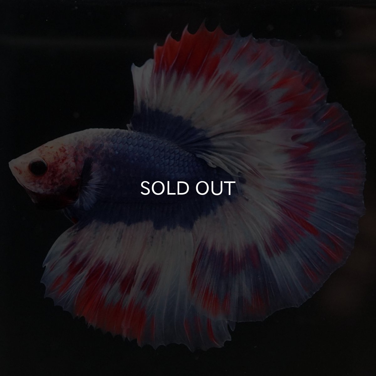 画像2: HM タイフラッグ 変わり柄 (2)