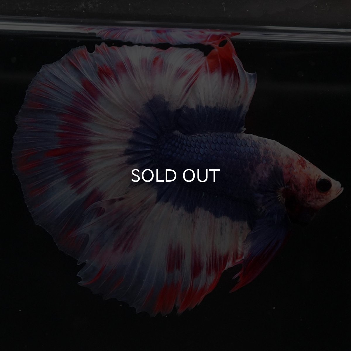 画像7: HM タイフラッグ 変わり柄 (7)